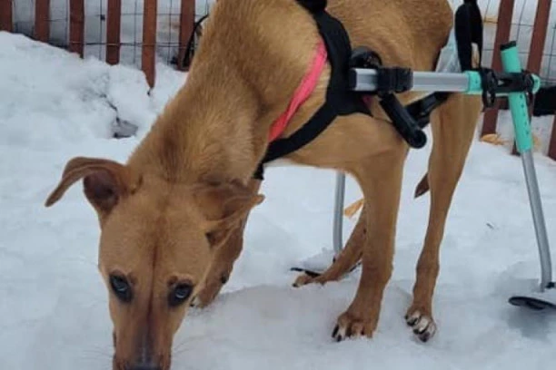 GAZDA JU JE BACIO SA TERASE: Kraj tužne priče o keruši Hrabrost će vam ulepšati dan (VIDEO)