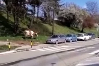 (VIDEO) ŽIVOTINJE SE OPUSTILE! Beograđani se susreli sa neočekivanim posetiocima na više lokacija: ŠTA SE DEŠAVA?