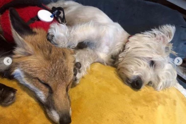 OVAJ DVOJAC OSVOJIO JE SRCA SVIH KOJI SU ČULI ZA NJIHOVU LJUBAV! Pogledajte koliko se vole slepa lisica i kuca sa invaliditetom i kako se uzajamno pomažu!