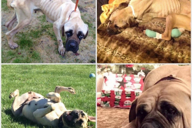 IZGLADNJIVALI JE DO SMRTI, PA IZBACILI IZ KOLA U POKRETU: Ali ona je preživela... (VIDEO)