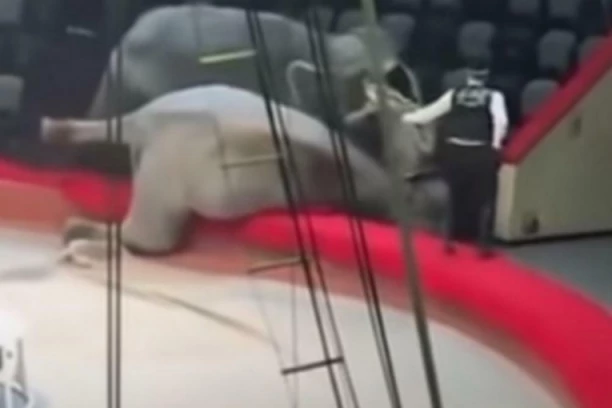 (VIDEO) HAOS U CIRKUSU, PUBLIKA SE RAZBEŽALA U PANICI: Potukla se DVA SLONA, narod vrištao!