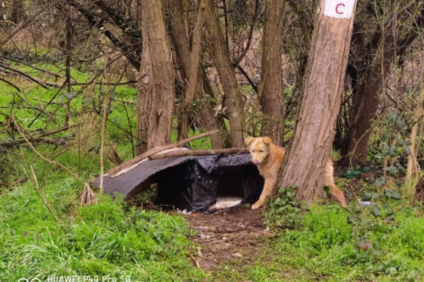 PREPLAŠEN I U ŽIVOTNOJ OPASNOSTI: Spasavanje Žuće u toku, pomozimo mu da preživi!