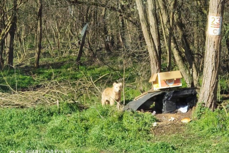 Jutros je takođe bio previše uplašen da bi prišao ljudima