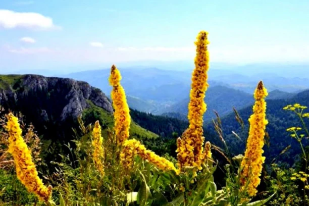 Magična biljka: OVO JE NAJBOLJI LEK ZA SVE PLUĆNE BOLESTI!