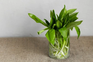 STIGLA SEZONA SREMUŠA Bomba za imunitet, čisti organizam od otrova, ali u jednom ipak budite oprezni!