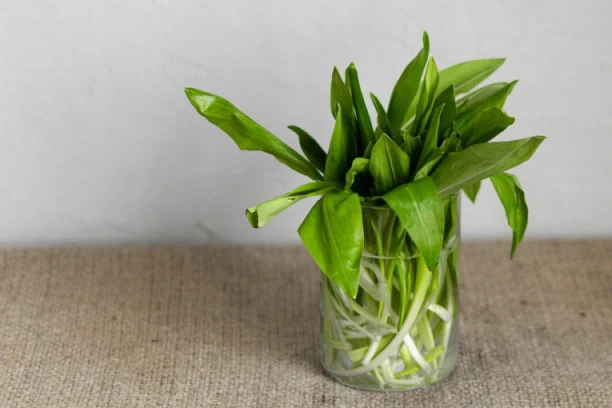 (RECEPTI) OVO SU 3 PRIRODNA LEKA SA SREMUŠEM: Uzimajte po jednu kašiku dnevno i zašitite se maksimalno od svih bolesti!