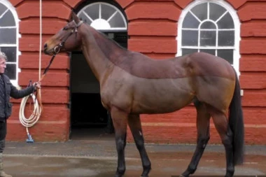 ERGELA "LJUBIČEVO" DOBILA KONJA OD MILION DOLARA! Dar našeg čoveka iz Londona!