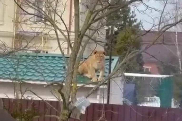 (VIDEO) LAVICA NA KROVU! Divlja životinja posvađala komšije, kako biste vi reagovali na ovakvog "LJUBIMCA"?