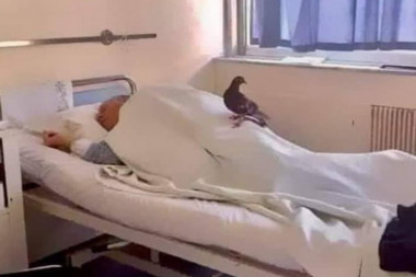 Viralna fotografija goluba na bolničkoj postelji nastala je u Atini, ne u Srbiji