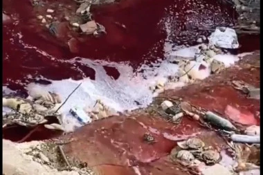 (FOTO, VIDEO) EKOLOŠKA KATASTROFA U NOVOM PAZARU! Lokalna firma izlila krv i ostatke iz klanice u potok!
