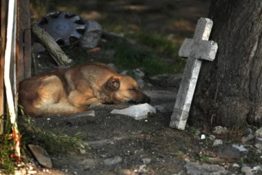 DEČAK (14) OBESIO PSA LUTALICU I JOŠ 4 ŽIVOTINJE KOD LESKOVCA! Policiji sve priznao, a OVO je jezivi razlog od kog se ledi krv u žilama!
