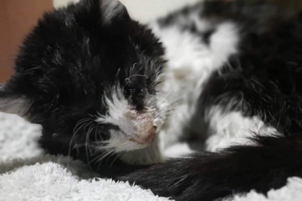 OSNOVAC DANIMA MUČIO MAČKU U ŠKOLSKOM DVORIŠTU! Davio ga najlonom, polomio prednje šape, nesrećnoj životinji iscurelo oko!