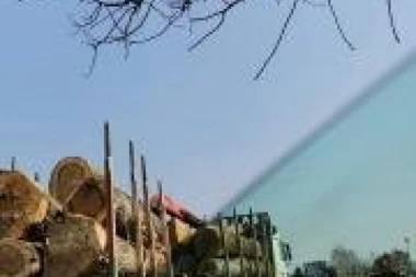 (FOTO) Ekološka katastrofa u SRP Gornje podunavlje! TUŽAN PRIZOR: JELENI OSTAJU BEZ DOMA!