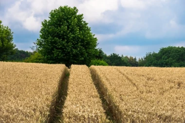 Poljska zabrana Ukrajini odnosi se i na tranzit žita kroz zemlju