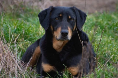 MUŠKARCA UBILI PSI LUTALICE! Užas kod Stare Pazove!