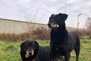 JASMINA IZ RIPNJA OSTALA BEZ CELOG STADA OVACA! Psi lutalice upali u obor i sve iz zaklali! ŽENA TVRDI DA MEŠTANI NI DECU NE SMEJU VIŠE DA PUŠTAJU NAPOLJE!