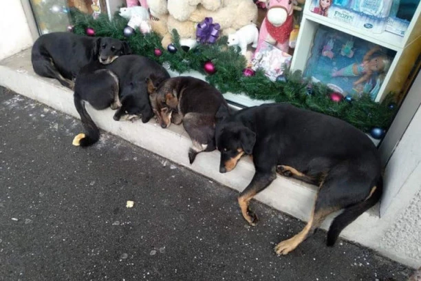 ZEMUNSKI PSI LAVLJEG SRCA: Ovo je priča krznatih junaka koja nam je svima dala lekciju čovečnosti!