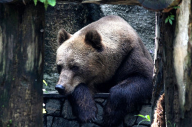 HOROR NA ALJASCI: Medved upao u selo i UBIO majku i dete!