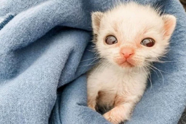 MINIJATURNA MAČKA SA KRUPNIM OČIMA: Majka ga odbacila čim se rodio, ali... (FOTO+VIDEO)