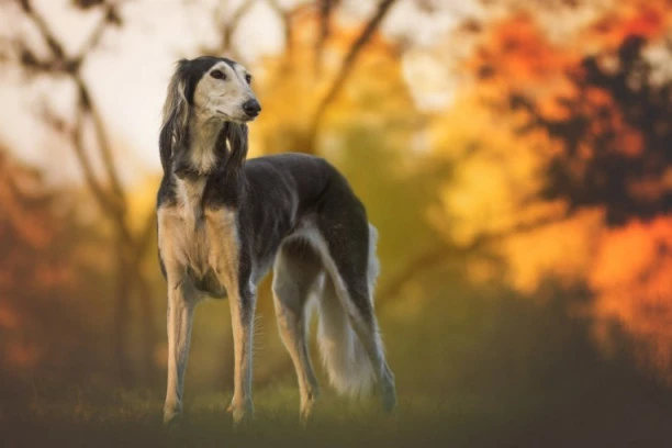 (FOTO) Ovo su psi koje je Vučić dobio od šeika: U ISLAMSKOM SVETU RASA SALUKI IMA MOĆNU SIMBOLIKU!