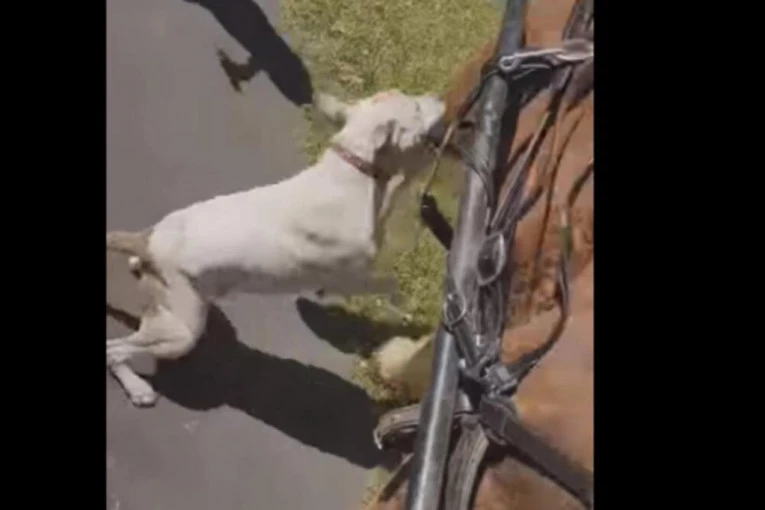 (VIDEO) OGROMNI PITBUL SE ZALETEO I NAPAO KONJA: Jeziv snimak, vriska i dreka dok ga pas UJEDA svuda