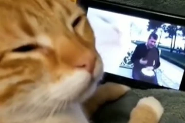 (VIDEO) Presmešno! POGLEDAJTE VIDEO KOJI JE OBIŠAO CEO SVET: Kad mačka vidi ovo NASTAJE HAOS!