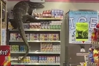 (VIDEO) GUŠTER OD DVA METRA UPAO U PRODAVNICU! U trenu je nastala vriska i panika, a onda je životinja počela da se penje po rafovima i policama