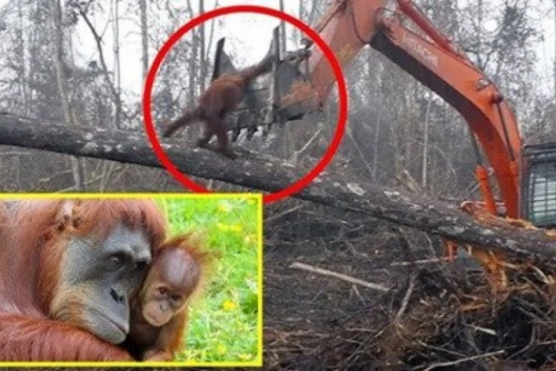 SRAMOTA LJUDSKOG RODA: Orangutan napao bager da bi spasio svoj dom od rušenja (VIDEO)