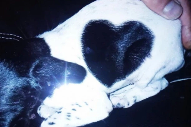 (FOTO) OVO JE PAS KOJI JE SPASIO MALU KJARU: Šarlota na telu ima ŠARU veoma neobičnog izgleda i moćne simbolike!