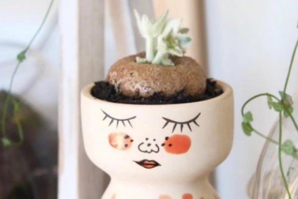 (FOTO) OVO JE TRENUTNO NAJPOPULARNIJA BILJKA: Sve žene je žele u svom domu zbog njenih listova mekih kao PLIŠ!