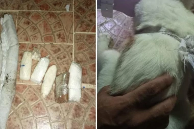 MAČKA NOSILA DROGU ZATVORENICIMA! Uhvaćena životinja krijumčar, kod sebe je imala kokain i marihuanu