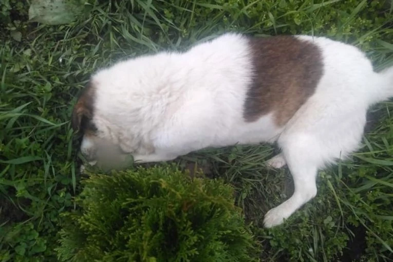 (FOTO) UŽASAN PRIZOR U SOKOBANJI: Otrovana dva ulična psa o kojima su komšije brinule