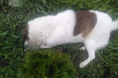 (FOTO) UŽASAN PRIZOR U SOKOBANJI: Otrovana dva ulična psa o kojima su komšije brinule