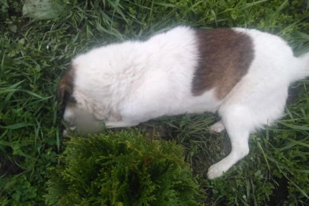 (FOTO) UŽASAN PRIZOR U SOKOBANJI: Otrovana dva ulična psa o kojima su komšije brinule