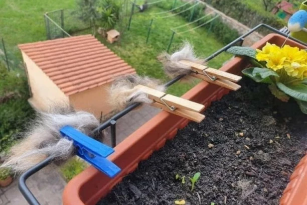 POSTANITE HEROJ: Pomozite pticama dok četkate ljubimca (FOTO I VIDEO SAVET)