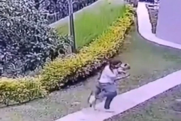 (VIDEO) JEZIV NAPAD PITBULA: Krvoločna zver nasrnula na ženu dok je nosila malog psa u rukama!