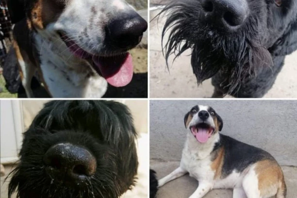 ČITAJTE I POKUŠAJTE DA NE ZAPLAČETE: Pomozimo da priča o Đoletu, Vanji i Dari dobije srećan kraj