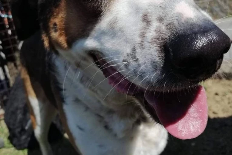 UŽAS NA ULICAMA: Pse navlače na HEROIN, razlog ZASTRAŠUJUĆ!