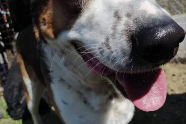 UŽAS NA ULICAMA: Pse navlače na HEROIN, razlog ZASTRAŠUJUĆ!