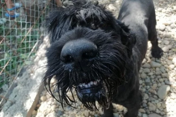 OVAJ ČOVEK ČUVA 350 PASA I 70 MAČAKA! Njegova priča rasplakala je svet, a evo kako i gde živi!