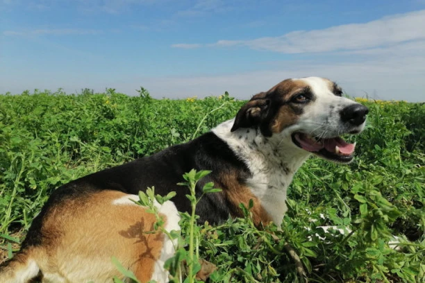 NEMOJTE! Ova ponašanja IRITIRAJU psa: Pustite ih da laju i njuškaju i obratite pažnju na signale