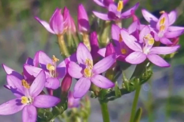 SRPSKI TRAVAR TVRDI! SAMO 1 KAŠIČICA OVE BILJKE SE POMEŠA SA VRELOM VODOM I PIJE 10 DANA: Ovako se IZBACUJU SVI OTROVI IZ ORGANIZMA i jača imunitet!
