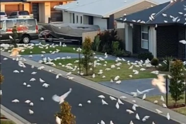 (VIDEO) ZASTRAŠUJUĆI PTIČJI NAPAD! Stotine papagaja okupiralo ulicu, a uzrok ove horor scene je tužan!