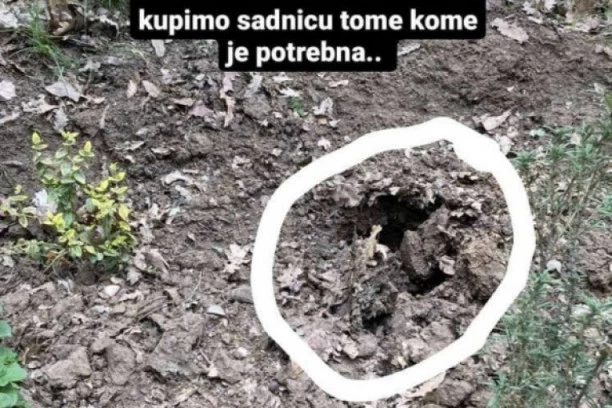 (FOTO) GRAĐANI, OPREZ: Lopovi kradu sadnice cveća po Beogradu