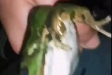 (FOTO, VIDEO) NOVA  BOLESNA "ZABAVA" SRPSKIH TINEJDŽERA! Dečaci stiskaju žabu dok ne ugine, dok devočice sve to prate nesnosnom vriskom!