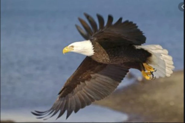 KOD ODŽAKA SPASENA DVA ORLA BELOREPANA!