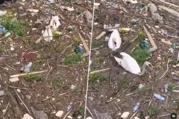 (FOTO) SRBIJA ILI INDIJA? Najnovije fotografije LABUDOVA koji se "DAVE" u smeću RAZBESNELE građane!