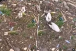 (FOTO) SRBIJA ILI INDIJA? Najnovije fotografije LABUDOVA koji se "DAVE" u smeću RAZBESNELE građane!