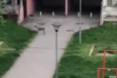 (VIDEO) BLOKOVI KAO DIZNI FILM: Novim Beogradom šeta DIVLJA životinja, stanari FASCINIRANI!