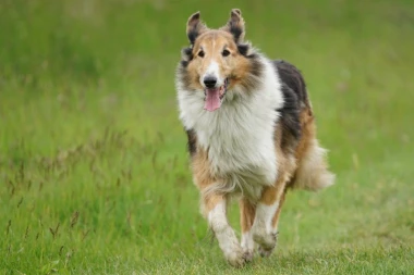 OTKRIVENO: Zašto se izgubljeni pas vraća kući